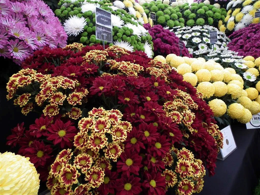 Floral marquee part ii 3